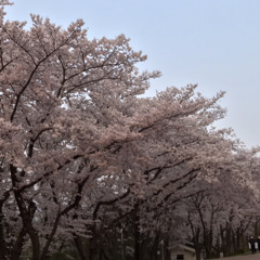 Esther Park