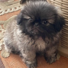 puppsy