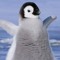 Gibbypenguin2014