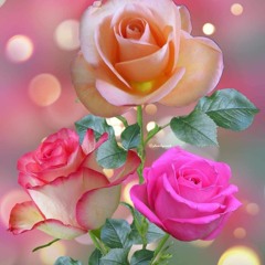 حبيبه الرحمن