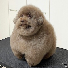 Lil scoobert