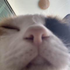 the night pink hapless