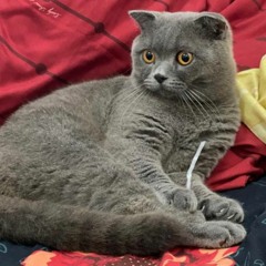 Ilprincipe