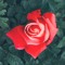 wild rose