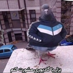 Bozkesh poori بزکش پوری