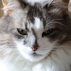Boris