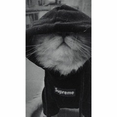 cat in hood