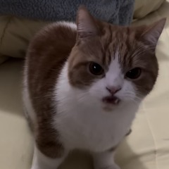 紗