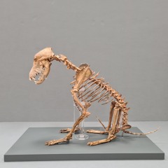 fakemink