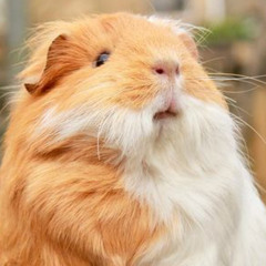 Burlington Coat Factory