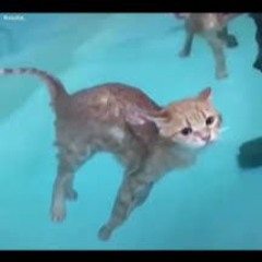 Nibbles Floats