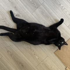 Gatoux
