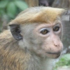 장영재