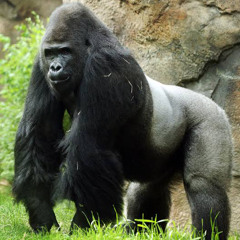 Gorilla Ape
