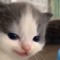 KittenLord101