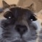 kitty