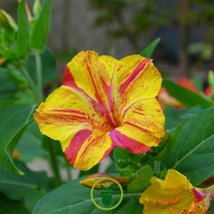 Hibiscus des Iles