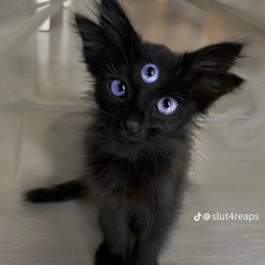 MIASTARRMIACOMET