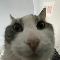 plolq