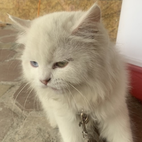 Giây lát (瞬) - Trịnh Nhuận Trạch (郑润泽) - Hot Douyin