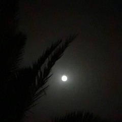 mazen reda