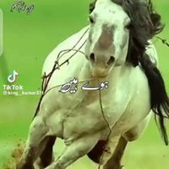 Imdad Ali