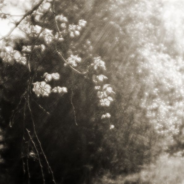 cornwave
