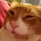 ilovemykittycat
