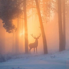 N.D.l Nature. Spirit. Love