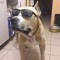 Maksim