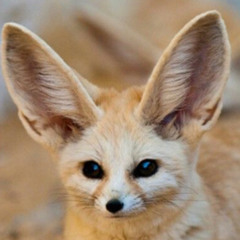 Mr.Fennec