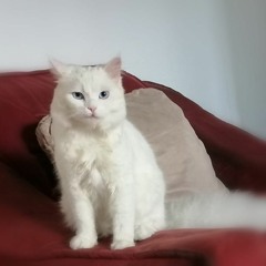 Andrés