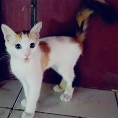 Muhammad