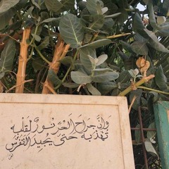 صفوة