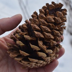 Rejected Pinecone