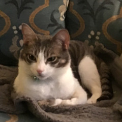 Olden Days - Cats