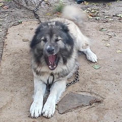 Дмитрий Чумаченко