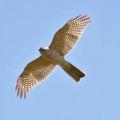 sparrowhawk