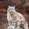 leopard #_#