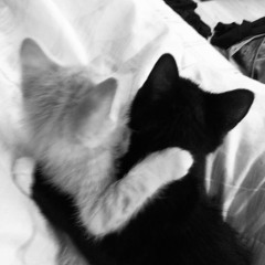 miou