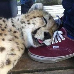 furnies