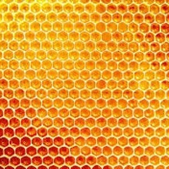 Honeybee_64