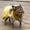 oopets