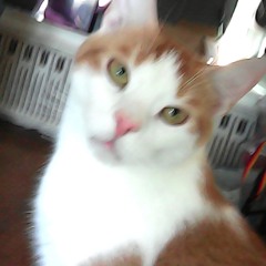 Twigsterkeepsitreal2000