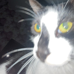 frankssss