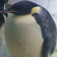 the biggest burd
