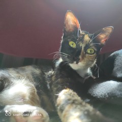 Diva