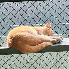 Last Train To Okinawa