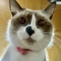 sirkey miya