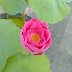 Tuấn